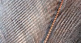 Goose Feather Closeup DSCN11960