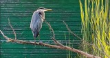 Backlit Heron In A Tree DSCN12460