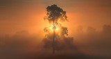 Tree In Sunrise Fog P1220790-6