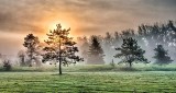 Trees In Sunrise Fog DSCN13690-2