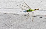 Eastern Pondhawk DSCN13869