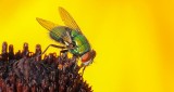 Green Bottle Fly DSCN13911