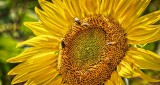 Buggy Sunflower DSCN14046
