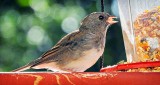 Dark-eyed Junco DSCN14512