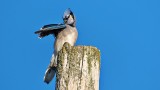 Preening Blue Jay DSCN5476