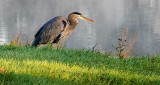 Heron On The Shore DSCN15507