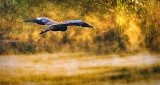 Heron In Flight DSCN15495