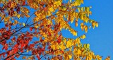 Autumn Leaves DSCN16035