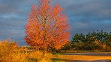 Autumn Tree In Sunrise Glow DSCN16930