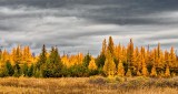 Autumn Tamaracks DSCN17097