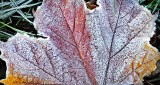 Frosty Autumn Leaf DSCN17158