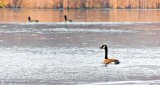 Honking Goose DSCN17984