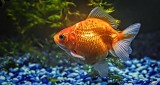 Goldfish P1290052