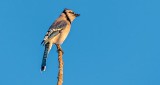 Blue Jay Atop A Tree DSCN18998