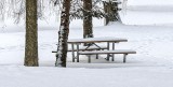 Pines & Picnic Table In Snow DSCN18743-5