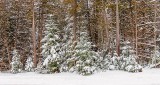 Snowy Pines DSCN19181-3