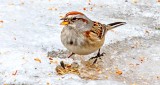 Sparrow With A Seed DSCN19317