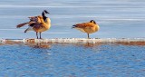 Ruffled & Snoozing Geese On Ice DSCN19496