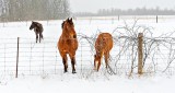 Equine Pals On A Snowy Day DSCN19822