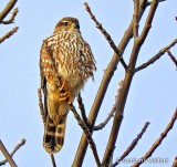 Female Merlin Falcon DSCN20195