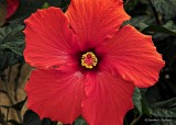 Red Hibiscus DSCN20240-1