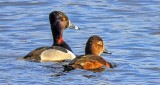 Ring-necked Duck Couple DSCN20522