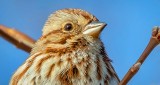 Song Sparrow Portrait DSCN20607