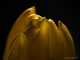 Backlit Yellow Tulip Top P1300323-5