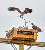 Osprey Nest Restoration DSCN20921.3