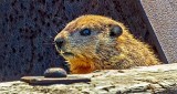 Groundhog Profile DSCN21169