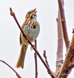 Song Sparrow Singing DSCN21251