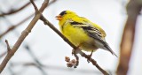 American Goldfinch DSCN21346.8