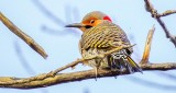 Blinking Male Flicker DSCN21750