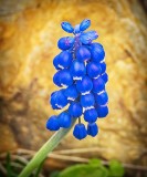 Grape Hyacinth DSCN21930