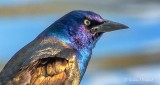 Grackle Close Up DSCN22579