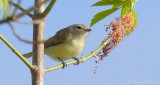 Warbling Vireo DSCN22584