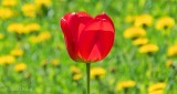 Red Tulip DSCN22618