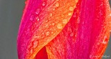 Wet Red Tulip Close Up DSCN22816
