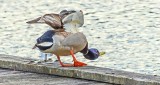 Duck Twerking On A Dock DSCN23413