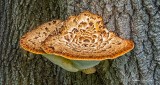 Tree Fungus DSCN23532