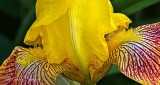Yellow & Red Iris Closeup DSCN24108