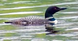 Common Loon DSCN24422