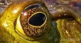 Bullfrog Eye (crop) DSCN24804