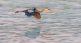 Heron In Flight DSCN25026