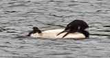 Preening Loon DSCN25392