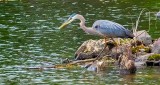 Heron On The Hunt DSCN25755