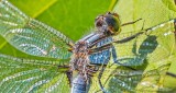 Dragonfly Closeup DSCN26113-5