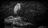 Heron On Dead Wood DSCN26330BW
