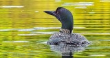 Wet-head Loon DSCN26776