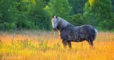Equine Pal In Pasture At Sunrise DSCN27424
